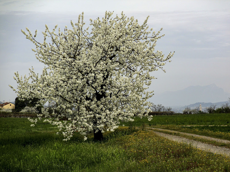 come un quadro di elisabetta_de_carli