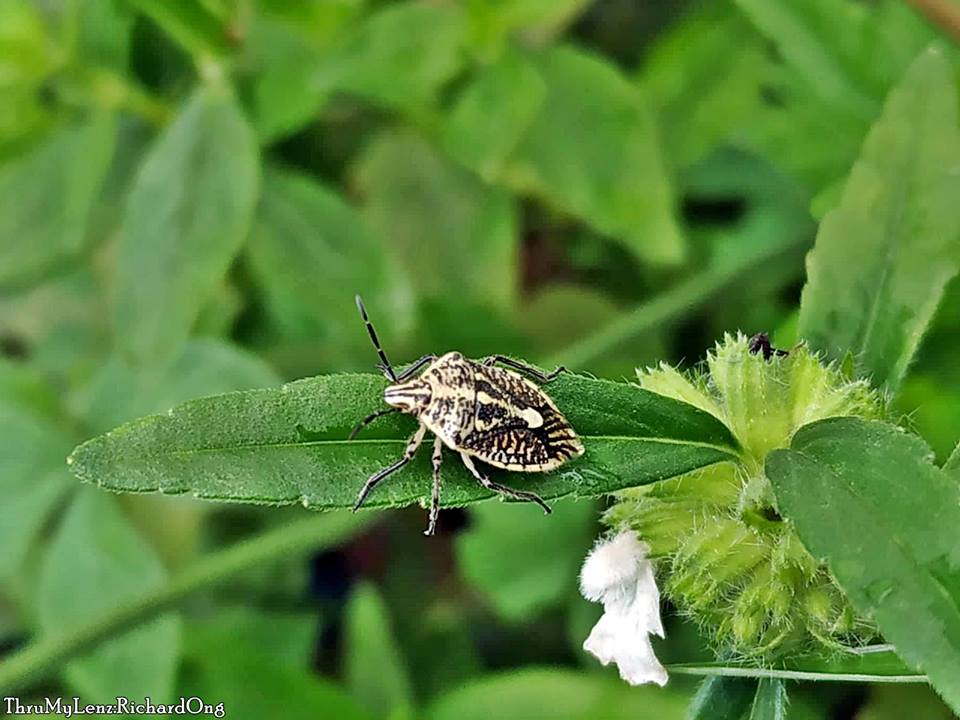 Stink Bug