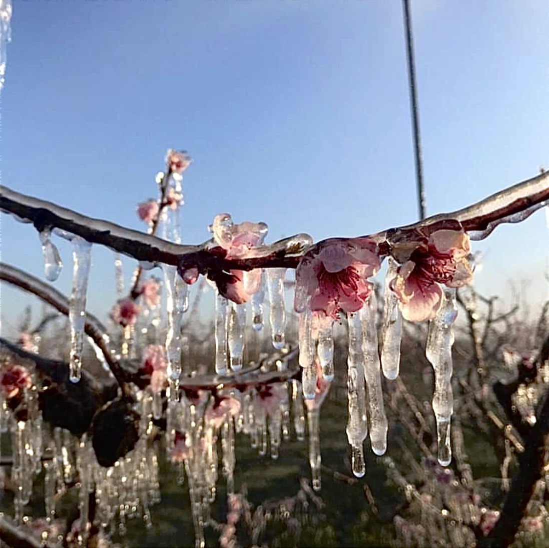 Gelata primaverile di AnnieMorgan