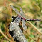 Northern White-faced Darter