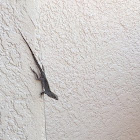 Brown Anole