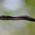 American Giant Millipede