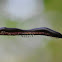 American Giant Millipede