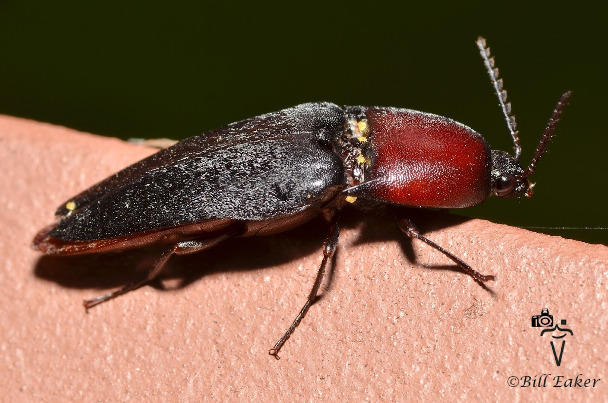 Click Beetle