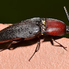 Click Beetle