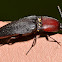 Click Beetle