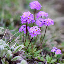 Primula