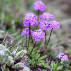 Primula