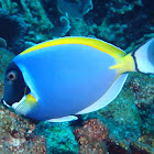 Powderblue Surgeonfish