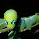 Oleander Hawkmoth Caterpillar