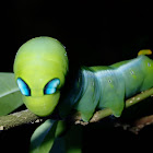 Oleander Hawkmoth Caterpillar