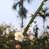 玉井阿月芒果冰