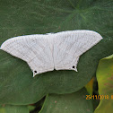 Asian Spotted Swallow Tail Moth