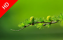 Conifer Cone - New Tab in HD small promo image