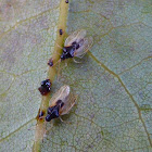 Avocado Lace Bug