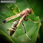 Small Brown Paper Wasp