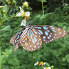 Dark Blue Tiger Butterfly