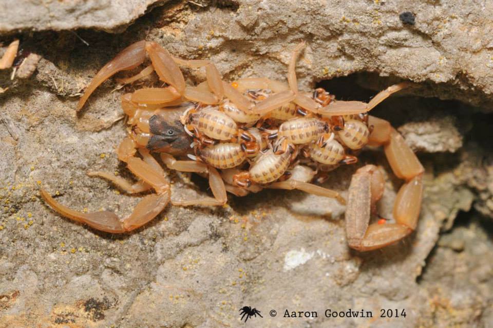 Striped bark scorpion