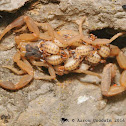 Striped bark scorpion