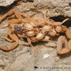 Striped bark scorpion