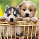 Cute Puppy Wallpapers HD