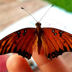 Dwarf Gulf fritillary