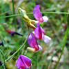 Lathyrus digitatus