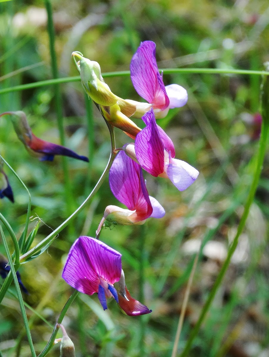 Lathyrus digitatus