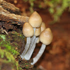 Mycenoid Mushrooms