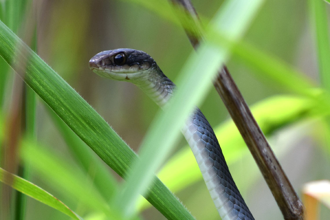 Everglades Racer