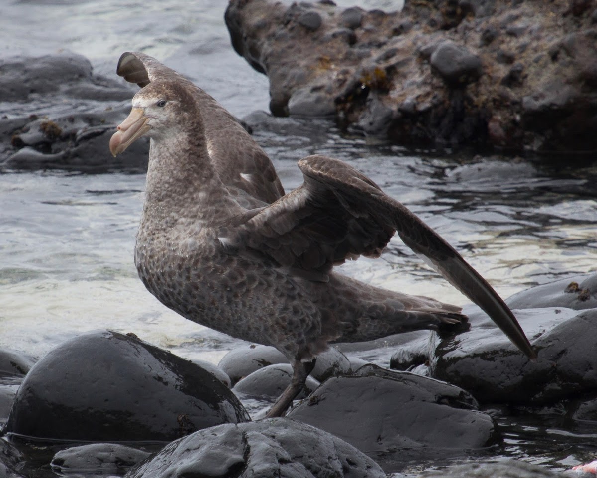 Northern Giant Petrel