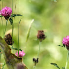 Trébol rojo - Red clover