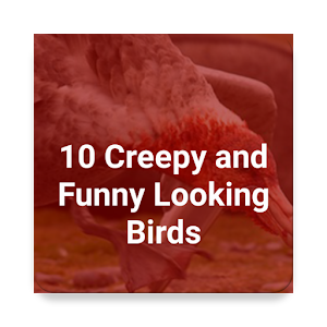 10 Creepy and Funny Birds logo