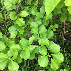 Quaking Aspen