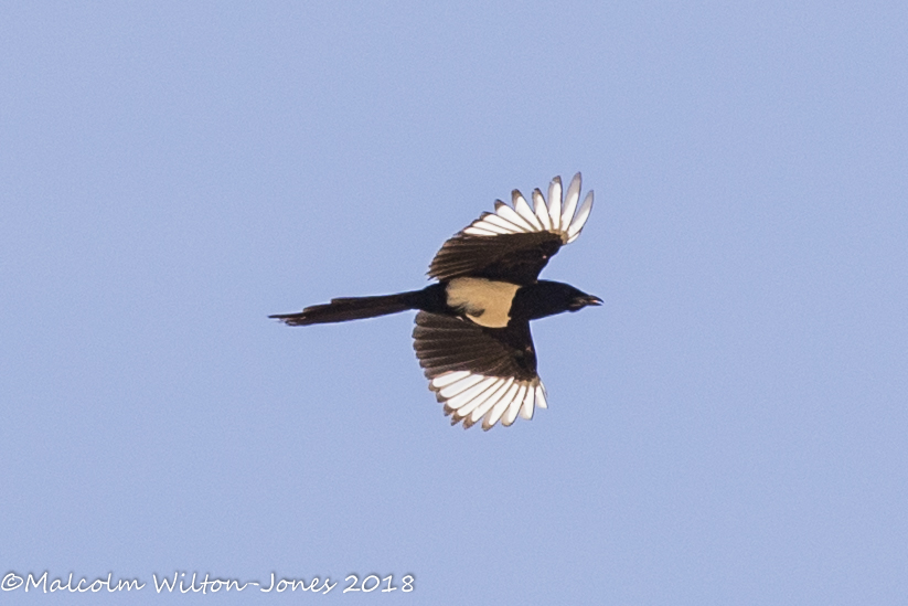 Magpie; Urraca