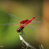Red Saddlebags Skimmer Dragonfly