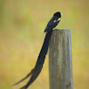 Long-tailed widowbird