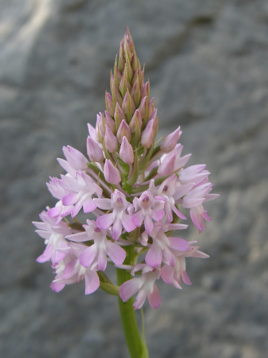 Pyramid Orchid