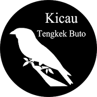 Kicau Tengkek Buto