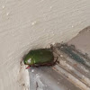 Green Chafer Beetle