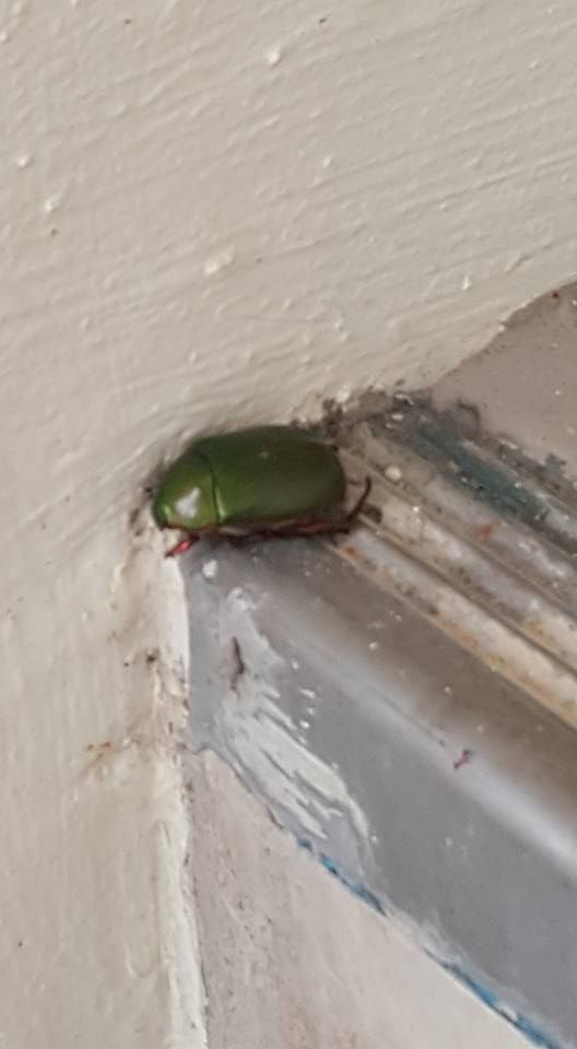 Green Chafer Beetle