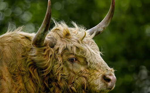 Hairy cows