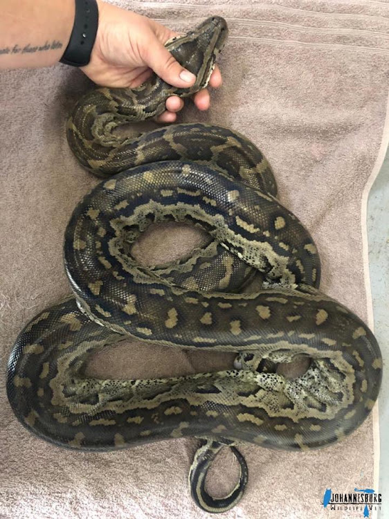 The 2m southern African python which was released back into the wild after someone drove over its head about two weeks' ago in the north of Pretoria.