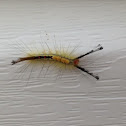 White-Marked Tussock Moth Caterpillar