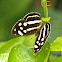 Mexican or 4-spot Sailor (female)