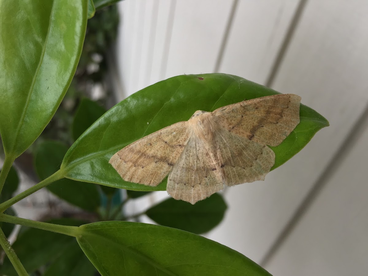 Omnivorous Looper Moth