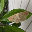 Omnivorous Looper Moth