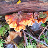 False Turkey Tail