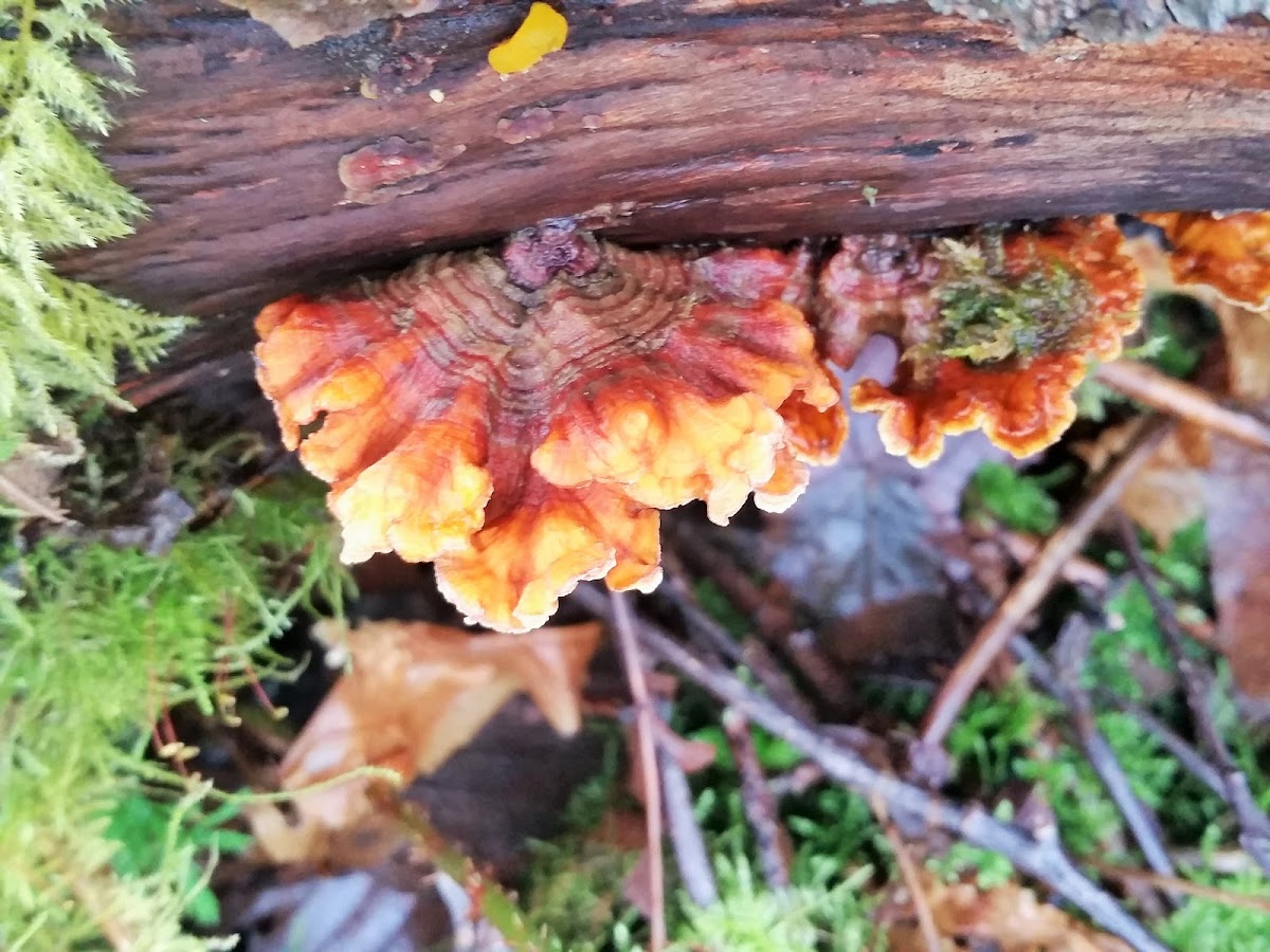 False Turkey Tail