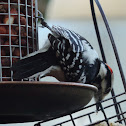 Downy Woodpecker